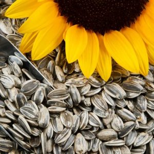 organic-sunflower-seeds.jpg__768x768_q85_subsampling-2