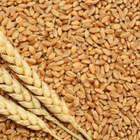 wheat-500x500